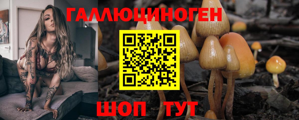 Приморско-Ахтарск  Галлюциногенные грибы Psilocybine cubensis  купить   Вход с VPN 